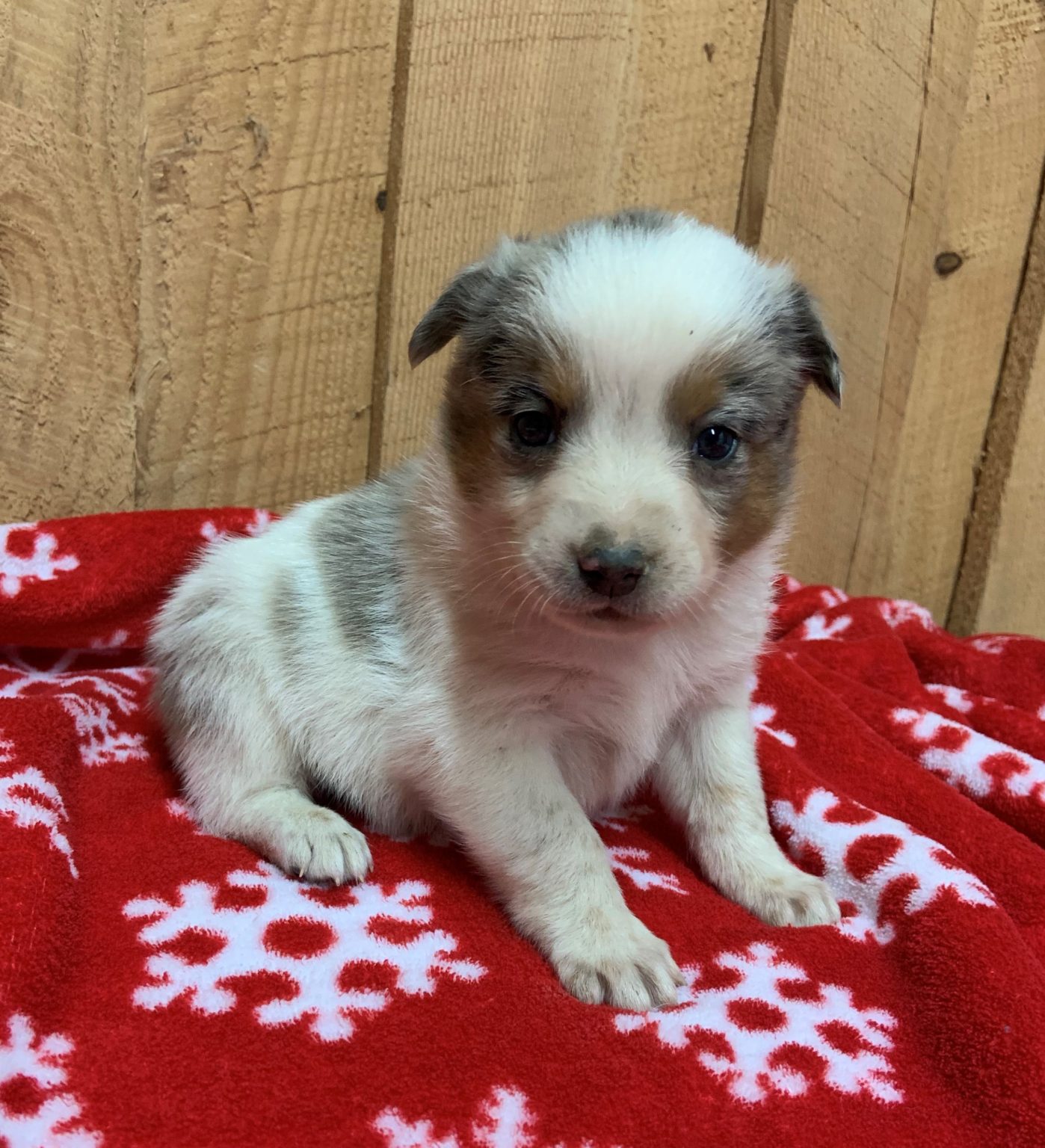 Peanut Wind Over Hill Puppies