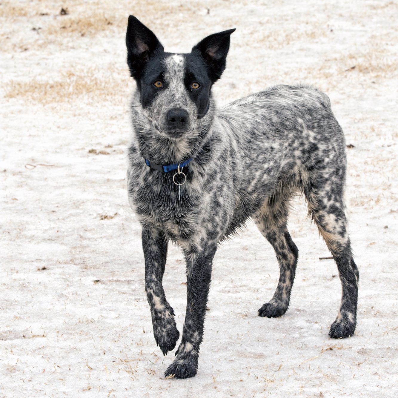 Texas Heeler Wind Over Hill Puppies